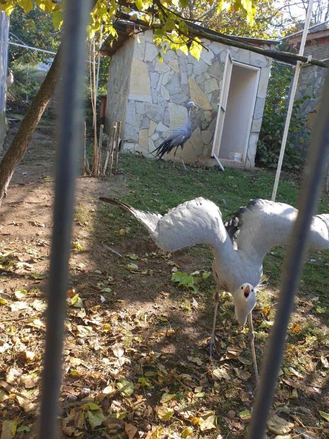 Hotel Zoo Misic Prenociste Vranje Exterior foto